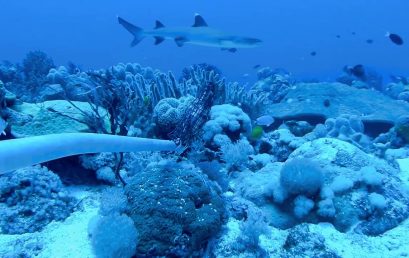 2 SU marine scientists join Benham Bank coral reefs study