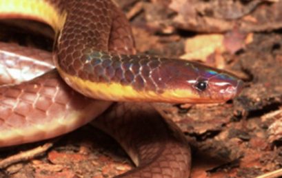 New snake species named after Sillimanian National Scientist