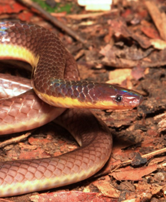 New snake species named after Sillimanian National Scientist