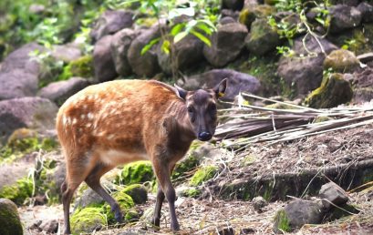 SU gets P9.2 million research grant from DOST for endangered deer conservation