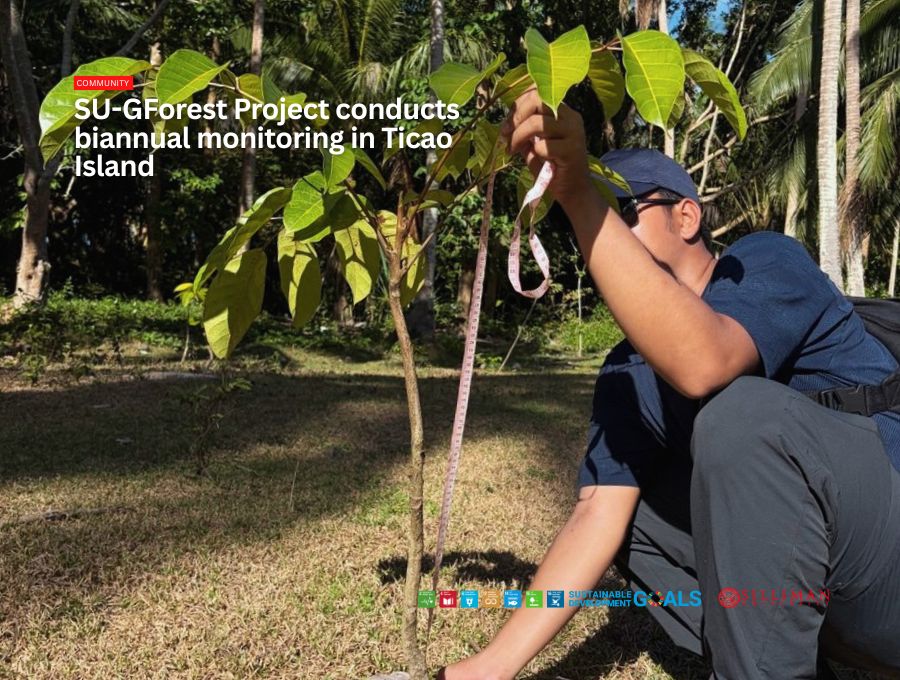 SU-GForest Project staff measures the height of pili (Canarium ovatum) planted in Ticao Island.